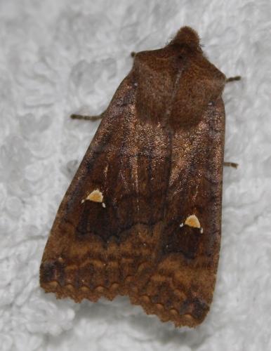 Réf. 245 387 : Eupsilia transversa